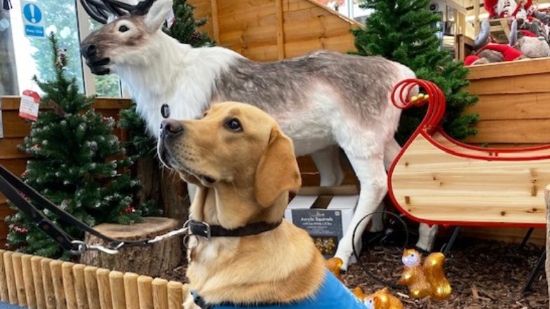 Dog in training in front of reindeer