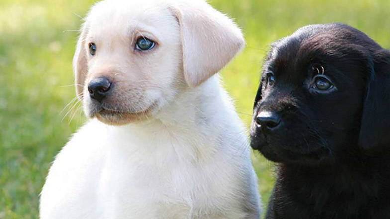 One yellow Labrador puppy and one black Labrador puppy in the grass outside.