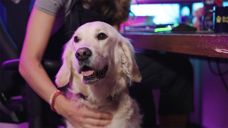 A Golden Retriever looks at the camera as it’s being stroked. Behind is a gaming PC lit by bright neon lighting