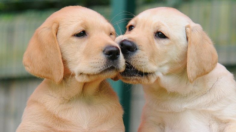 Two guide dogs puppies sitting together