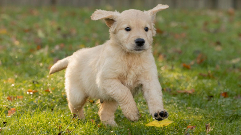 A Guide Dogs puppy running in the grass