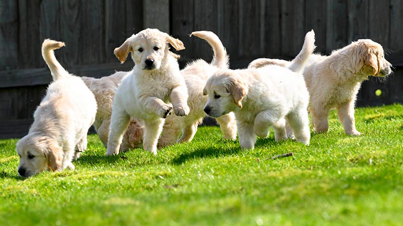 A group of guide dogs puppies bounding in grass