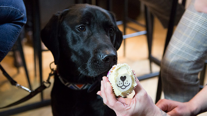 A black Labrador looks at a person holding a cupcake decorated with a dog nose cake topper