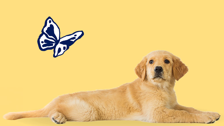 Golden Labrador puppy laying down with an illustration of a butterfly above