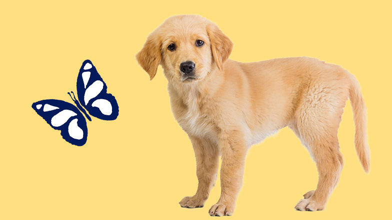 Golden Labrador puppy standing with an illustration of a butterfly to their side