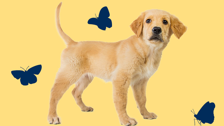 Standing puppy surrounded by images of three butterflies