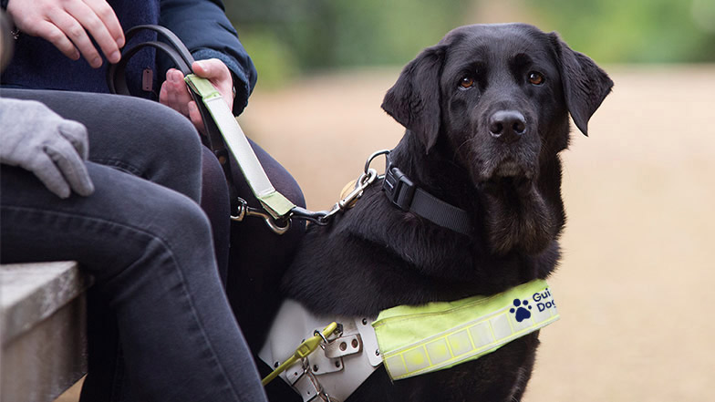 guide dog in harness sitting alongside his owner and friend 