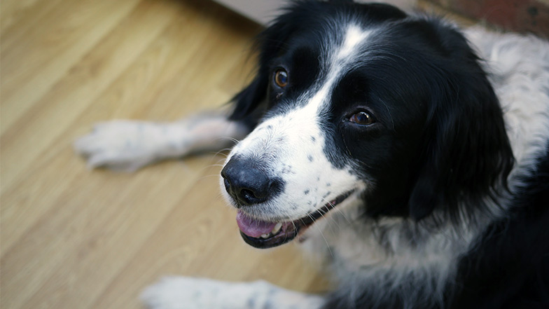 Pet collie dog laying down looking at camera