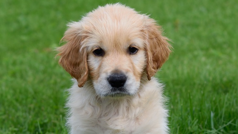 Golden retriever puppy sat on the grass