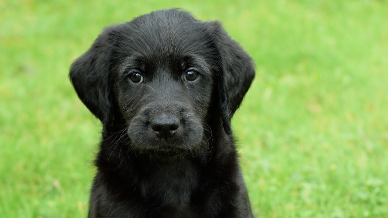 Black puppy headshot sat on the grass