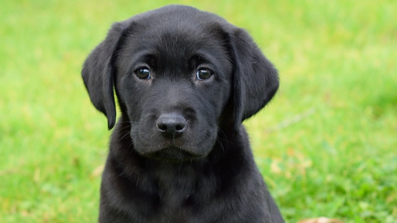 Black puppy sat outside on the grass