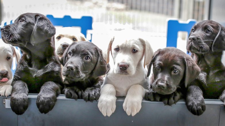 Group of Guide Dog puppies at the Guide Dogs Breeding Centre