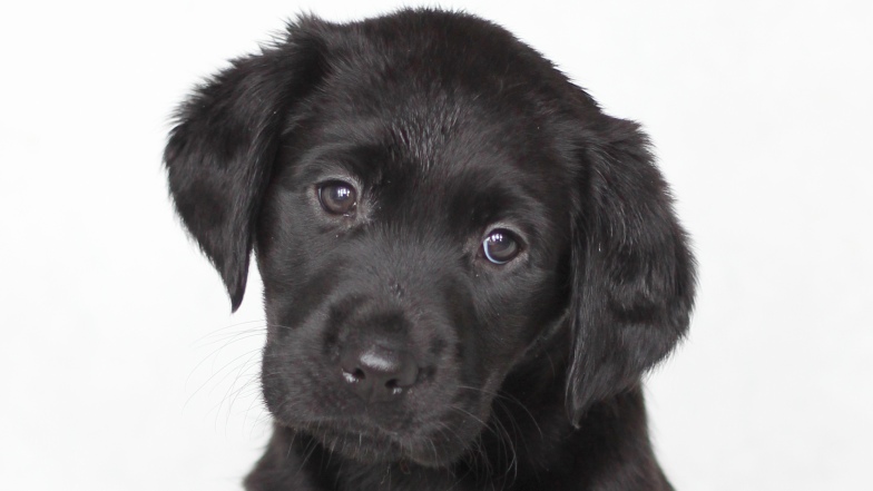 Name a Puppy black lab Annie close up