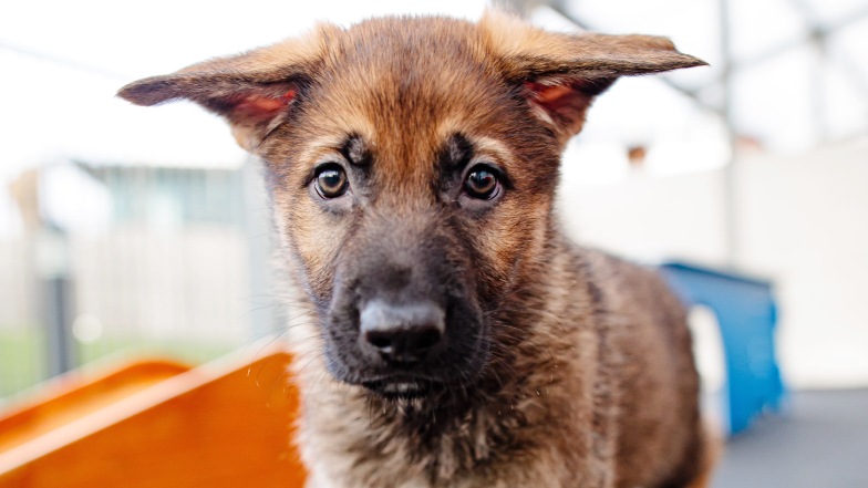 German shepherd puppy looking at camera