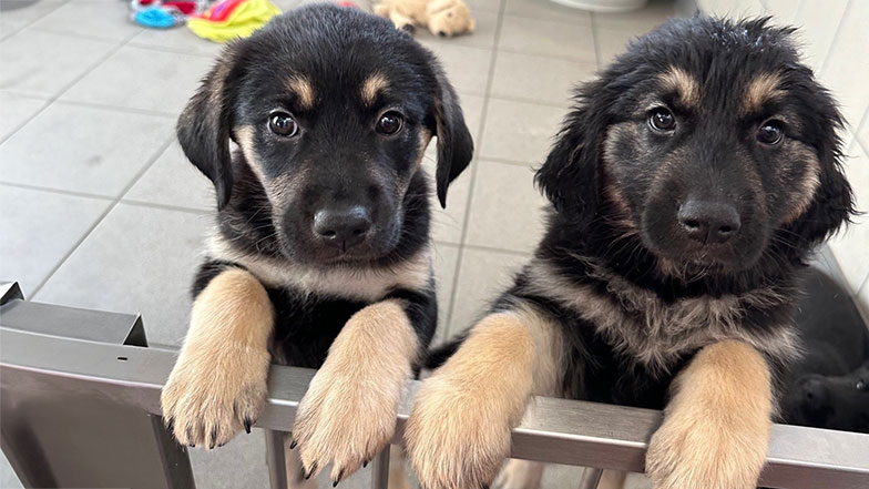 Two Guide Dogs German Shepherd puppies looking at the camera from their pen