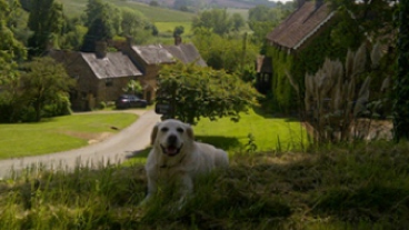 Rehomed guide dog Dean laying in the grass in front of cottages