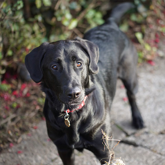 Clayton a black Golden Retriever cross German Shepherd stands in the garden.