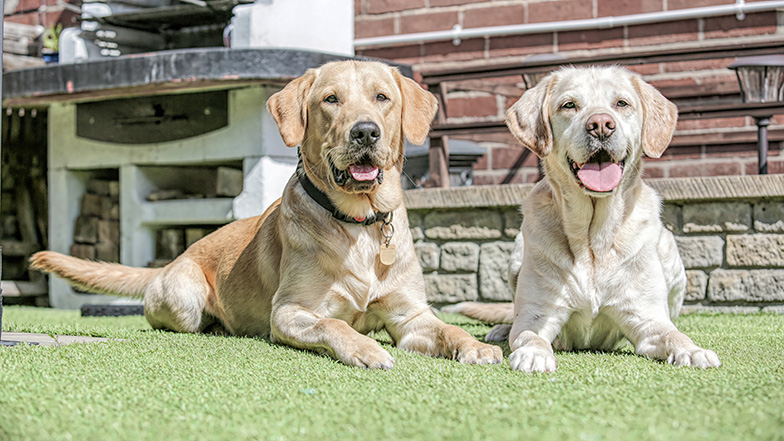 two rehomed dogs sitting in the garden