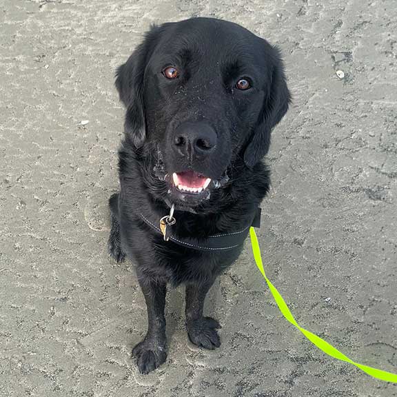 Ezra a Labrador X Golden Retriever looking at the camera