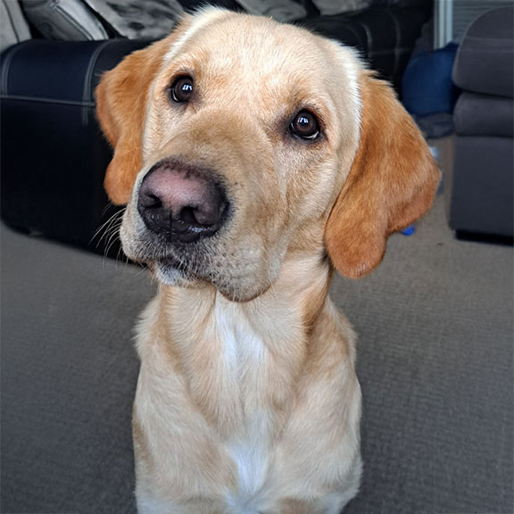 Kaleb a Labrador x Golden retriever looking into the camera.