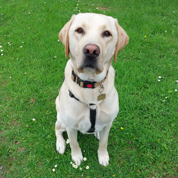 Louis a Labrador sitting on on the grass looking at the camera.