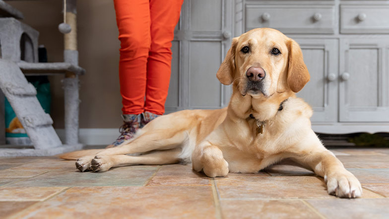 A rehomed Labrador sitting on the floor indoors 