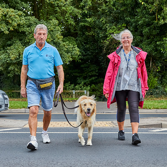 A volunteer couple walking a guide dog