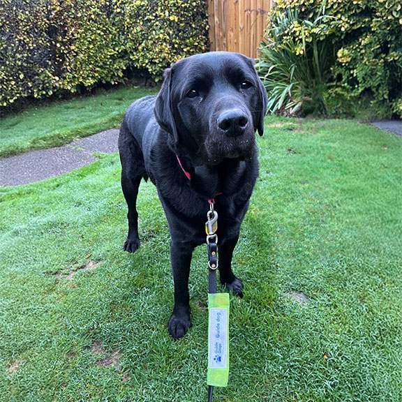 Vargo a 10-year-old retired Guide Dog  stands in a garden.