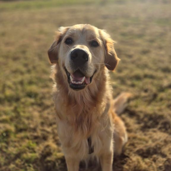 West is a Golden Retriever looking at the camera