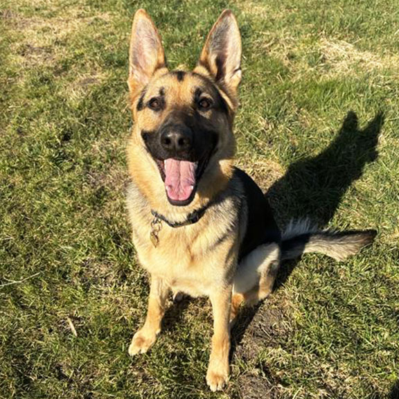 Dave, a 17 month old German Shepherd, sitting in the garden, looks to the camera.