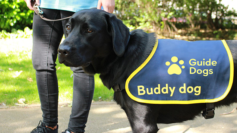 A Guide Dogs Buddy dog wearing a blue and yellow branded coat