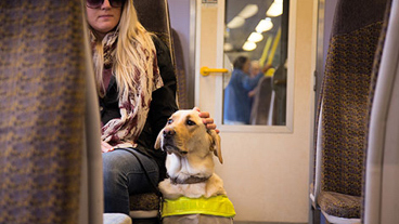 Guide dog sitting beside its owner on a train