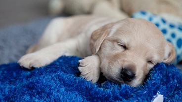 A puppy sleeping on a blanket