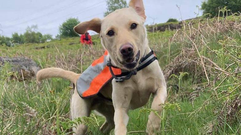 Puppy Kai, a rehomed dog, jumps toward the camera wearing a reflective jacet.