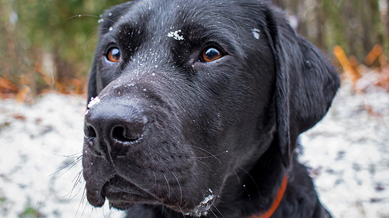 Rehomed black Labrador Baggins sitting in the snow