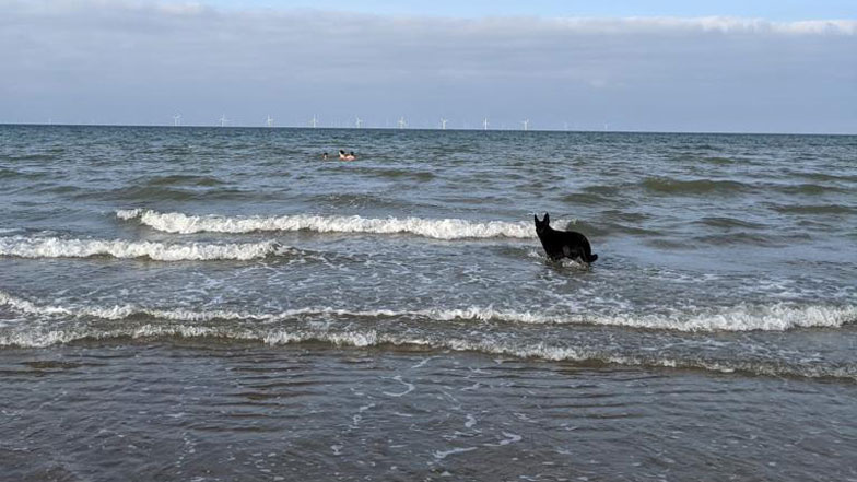Black German Shepherd Dusty standing in shallow water on the beach