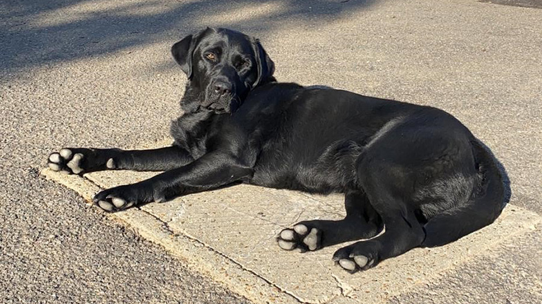 Rehomed black Labrador Elsie lying in the sun