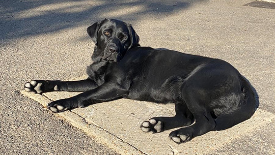 Rehomed black Labrador Elsie lying in the sun