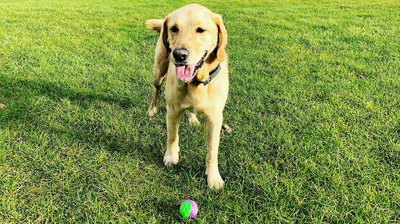 Rehomed golden Labrador, Ossie, with a ball in the sun