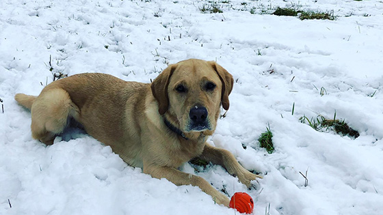 Rehomed golden Labrador, Ossie, laying in the snow with a ball