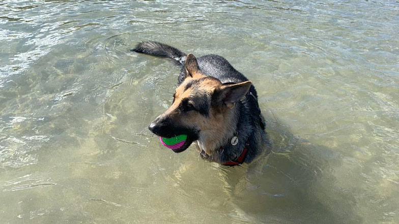 Black and tan German Shepherd Pudley in the sea holding a pink and green bath in his mouth