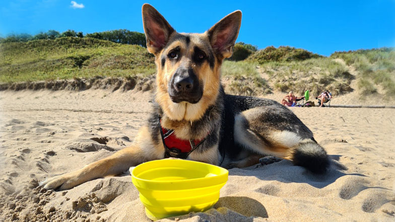 Black and tan German Shepherd Pudley laying down in the sand at the beach with sunny blue skies