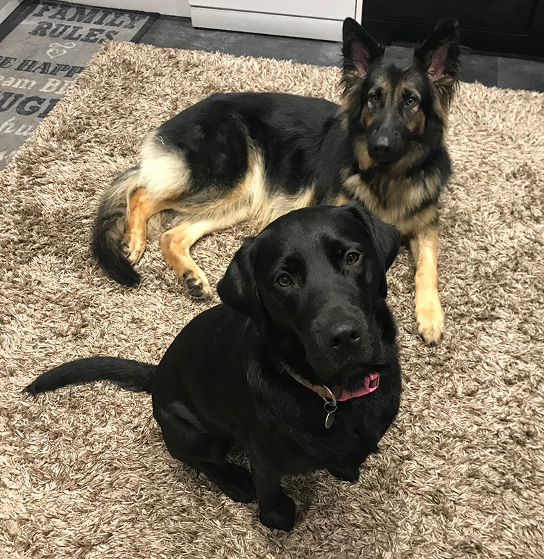 Rehomed black Labrador Trinity sitting with a German Shepard 