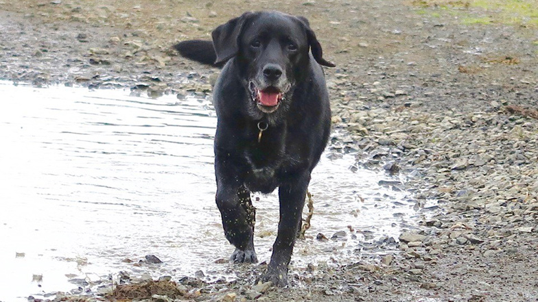 Rehomed black Labrador Velvet walking in a puddle