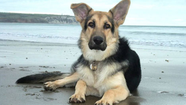 Rex the german shepherd sitting on a beach with the sea in the background