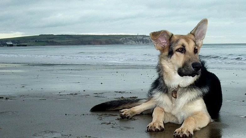 Rex the german shepherd lying on the beach in front of the sea