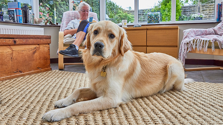Guide dog Elwell sits on a rug before his fosterer Margaret