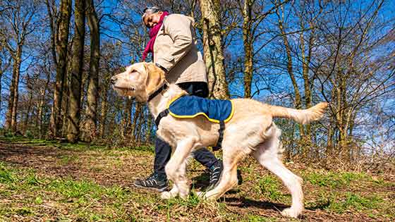 Puppy raiser, Nimmi, and her guide dog puppy Glen, walking in the woods