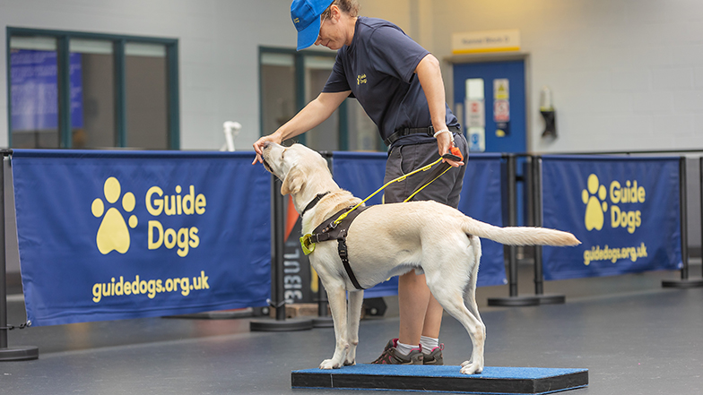 A guide dog trainer training a guide dog 