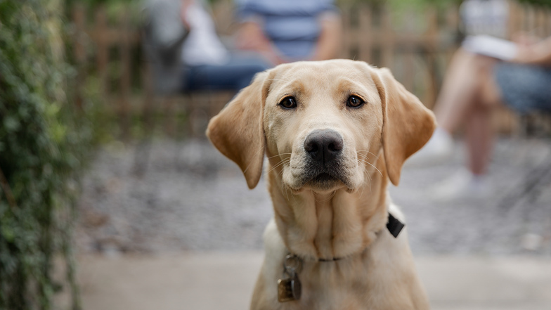 A labrador looking directly into camera